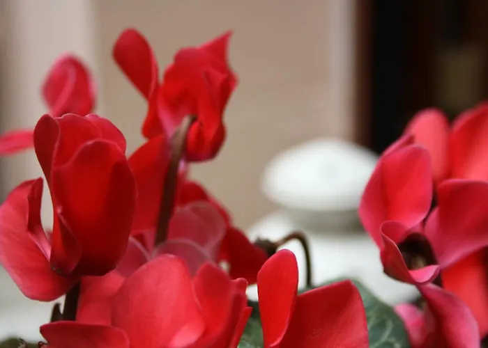 Imbarcadero דירה